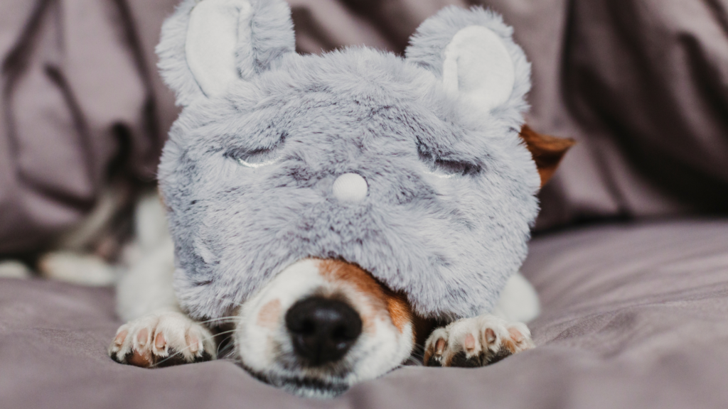 Abgebildet ist ein schlafender Hund mit einer Schlafmaske, denn auch bei Tieren können Schlafmasken helfen