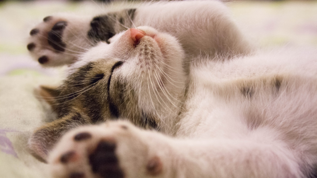 Abgebildet ist eine Katze, die auf dem Rücken und mit ausgesteckten Rücken schläft. In der Tierwelt ist es keine große Frage ob man nackt schläft. 