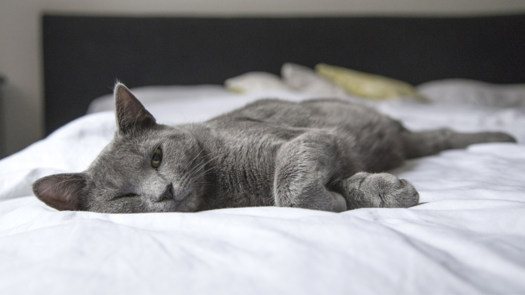 Abgebildet ist eine graue Katze, die seitlich auf dem Bett liegt. 