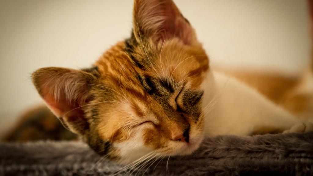 Abgebildet ist eine Katze die schläft. Ob das auch ein Powernapping ist? Wer weiß. 
