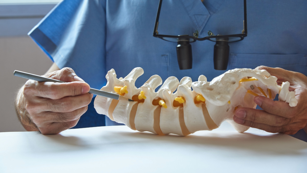 Abgebildet ist ein künstlicher Rückenwirbel der von einem Arzt gehalten wird um dem Patient den Aufbau des Rückgrats zu erklären.
