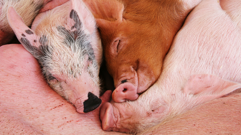 Abgebildet ist eine Gruppe an Schweinen, die sich zum Schlafen zusammengekuschelt haben. 